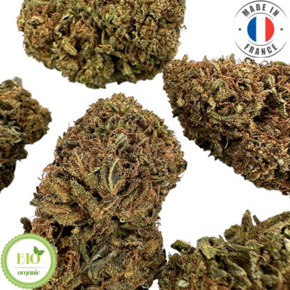 GELATO – KLEINE BIO-CBD-BLUME