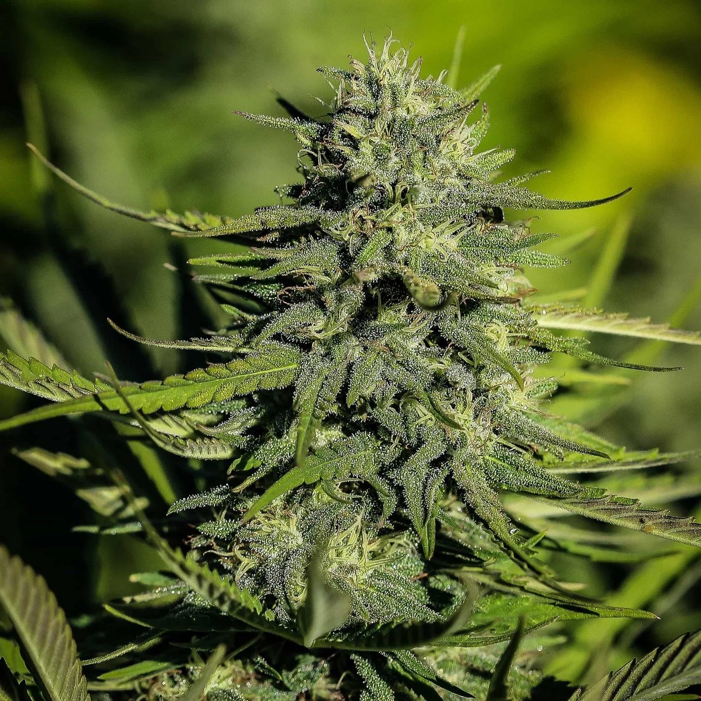 HAWAIIAN HAZE - FLORES ORGÁNICAS DE CBD