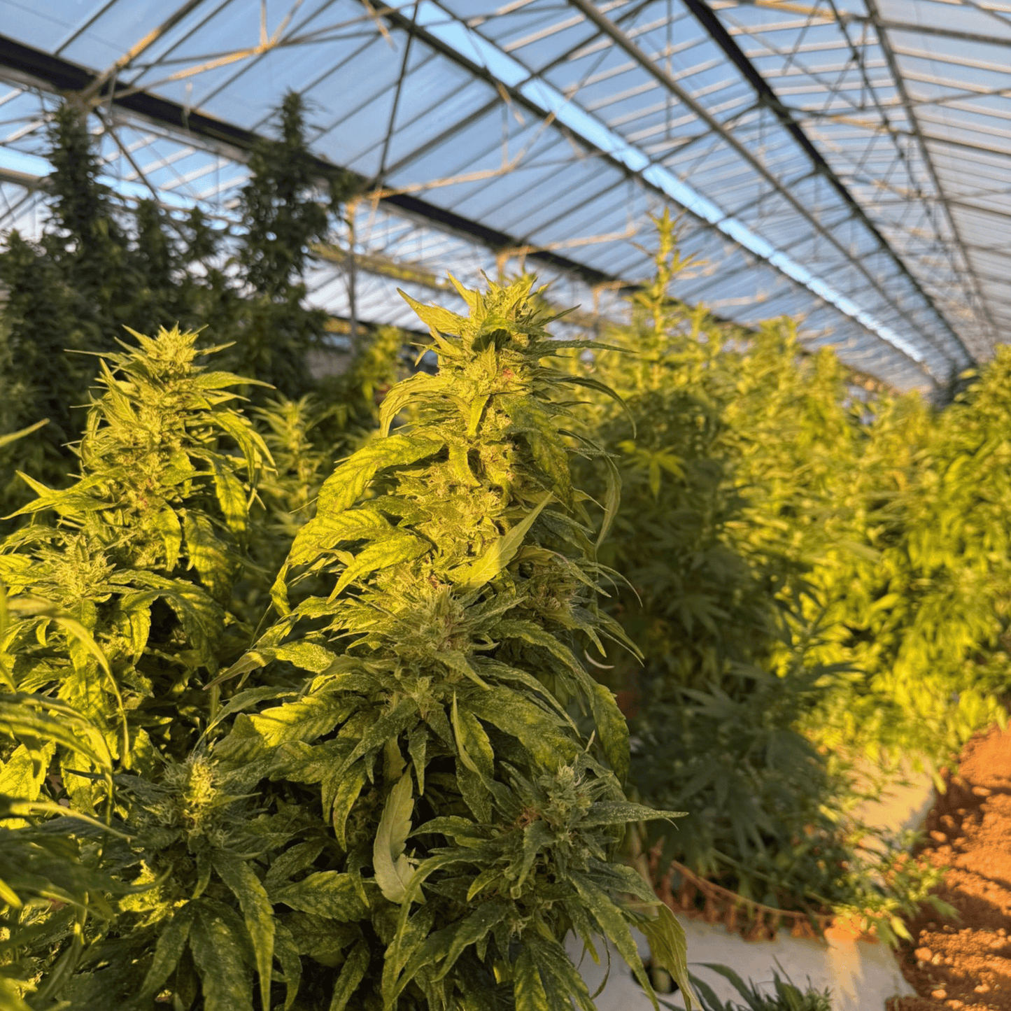 BUBBA KUSH - PETITE FLEUR DE CBD ORGANIQUE