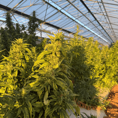 BUBBA KUSH - PETITE FLEUR DE CBD ORGANIQUE