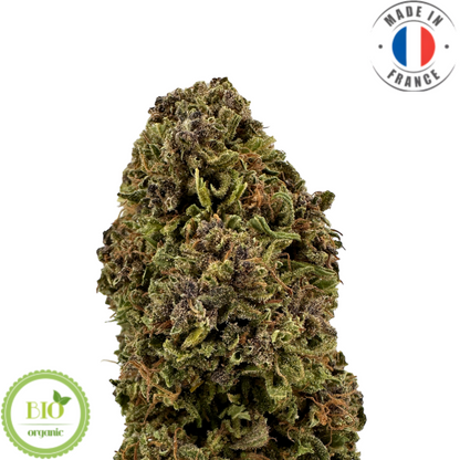 KUSH N CREAM – BIO-CBD-BLUME