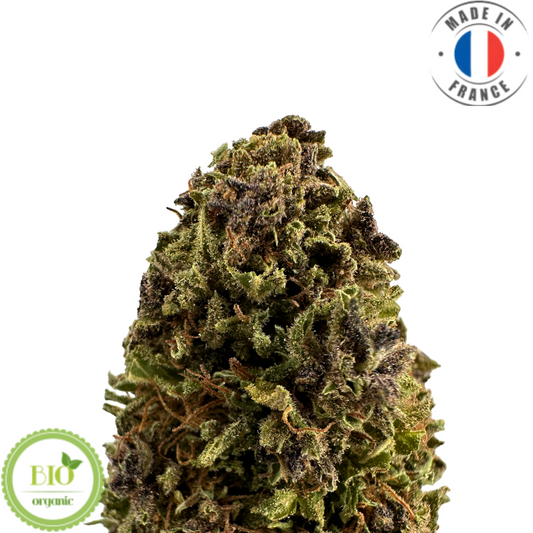 KUSH N CREAM - FLEUR DE CBD BIO (Amour de Chanvre)