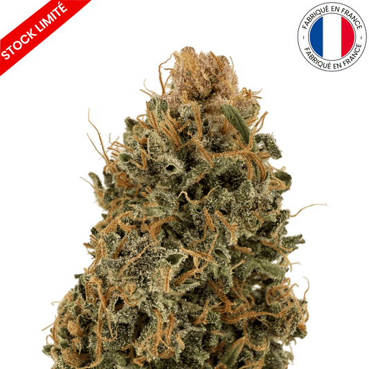 Ocarina of Gaz - Fleur de CBD Indoor (Amour de Chanvre)