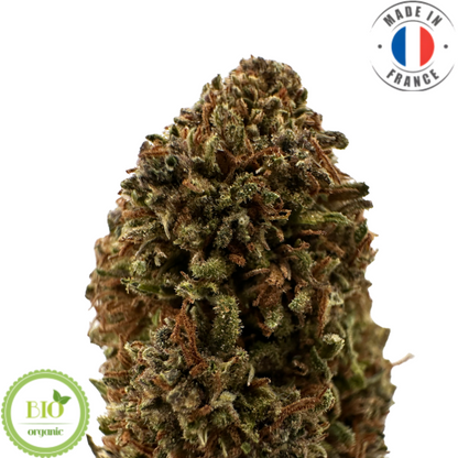 SAPPHIRE KUSH – BIO-CBD-BLUME