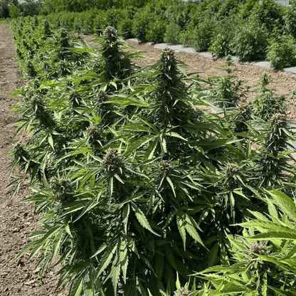 OG KUSH - FLEUR DE CBD BIO