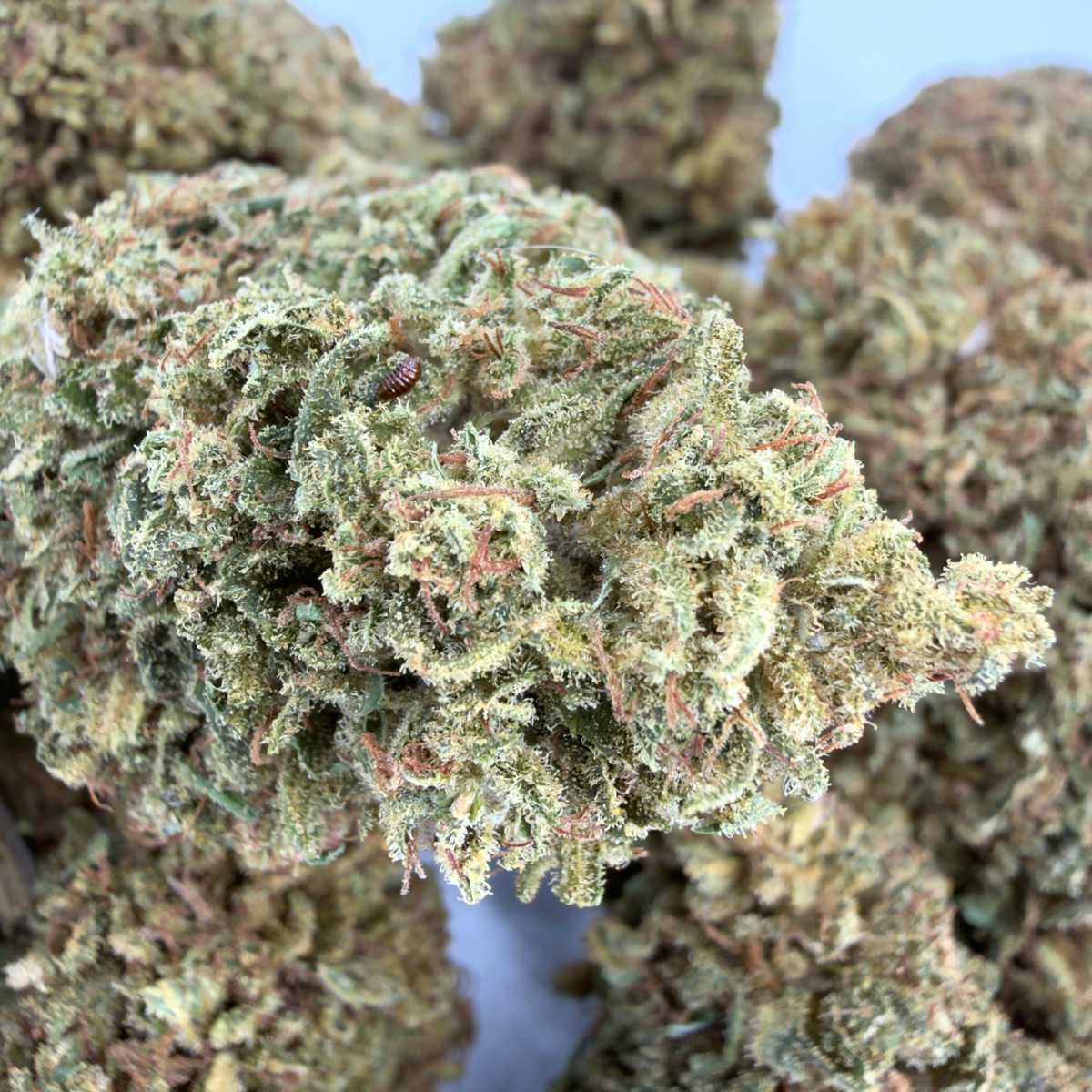 SUVER HAZE - FLEUR DE CBD BIO