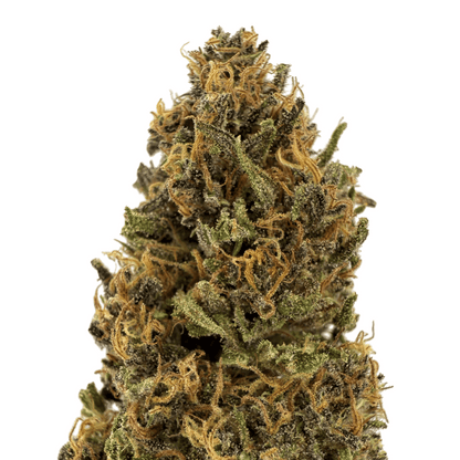 WHITE WIDOW - FLEUR DE CBD BIO