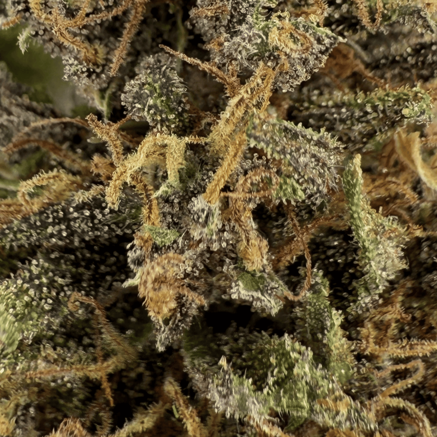 WHITE WIDOW - FLEUR DE CBD BIO